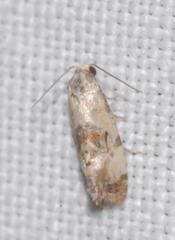Neocochylis hybridella