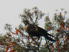 Corvus cornix × corone