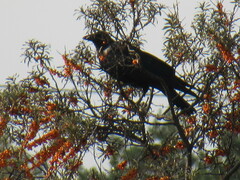 Corvus cornix × corone