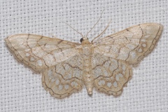 Idaea moniliata