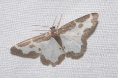 Lomaspilis marginata