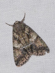 Polyphaenis sericata