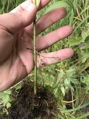 Solidago canadensis canadensis