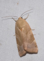 Noctua tirrenica
