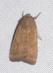 Noctua interjecta