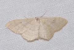 Idaea deversaria