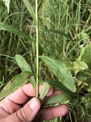 Solidago canadensis canadensis