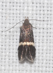 Aproaerema cinctella