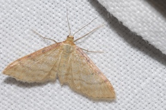 Idaea humiliata