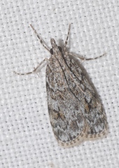 Scoparia basistrigalis