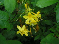 Rhododendron luteum