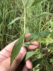 Solidago canadensis canadensis