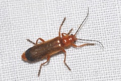 Ancistronycha erichsonii