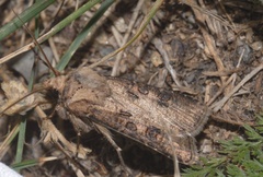 Agrotis clavis