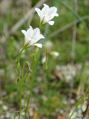 Gagea graeca