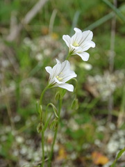 Gagea graeca