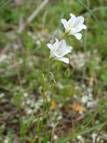 Image of Gagea graeca by (c) Grzegorz Grzejszczak, some rights reserved (CC BY-SA)