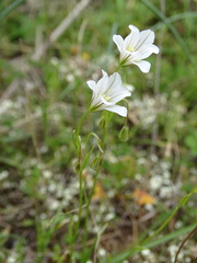 Gagea graeca
