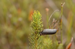 Cyclopia genistoides