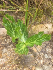 Lichtensteinia lacera