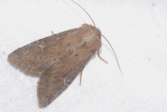 Apamea lateritia