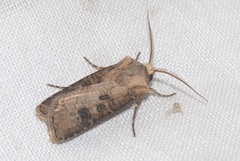 Agrotis clavis