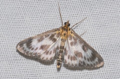 Anania hortulata
