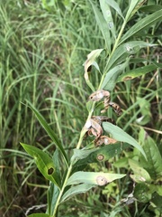 Solidago canadensis canadensis