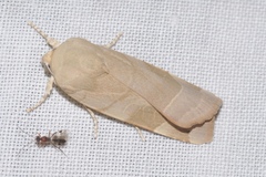 Noctua tirrenica