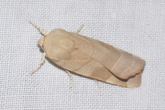 Noctua tirrenica