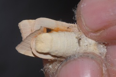Noctua tirrenica