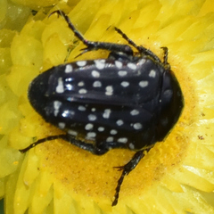 Oxythyrea