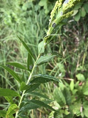 Solidago canadensis canadensis