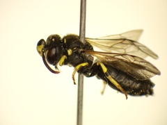 Hylaeus dilatatus