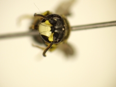 Hylaeus dilatatus