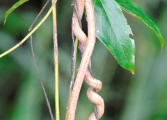 Pyrostegia