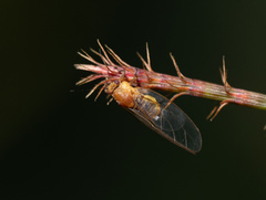 Triozidae