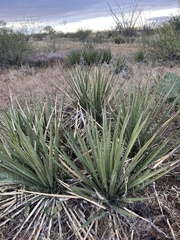 Yucca baccata brevifolia
