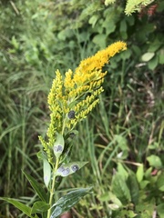 Solidago canadensis canadensis