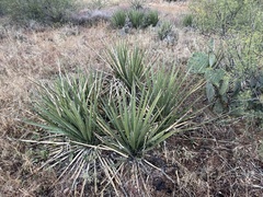 Yucca baccata brevifolia