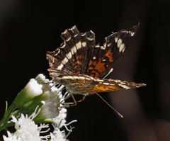 Anthanassa texana seminole