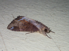 Ercheia cyllaria