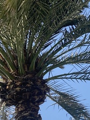 Coracias benghalensis