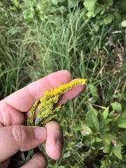Solidago canadensis canadensis
