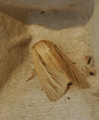 Mythimna pallens