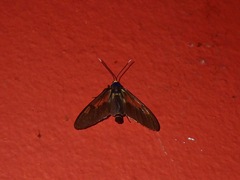 Amata trifascia