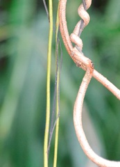 Pyrostegia