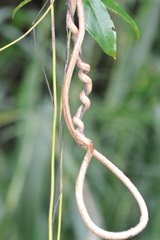 Pyrostegia