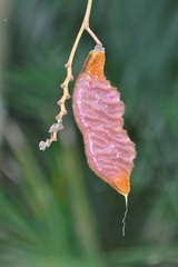 Pyrostegia