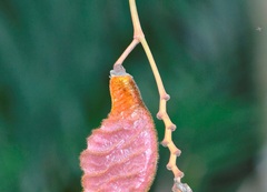 Pyrostegia